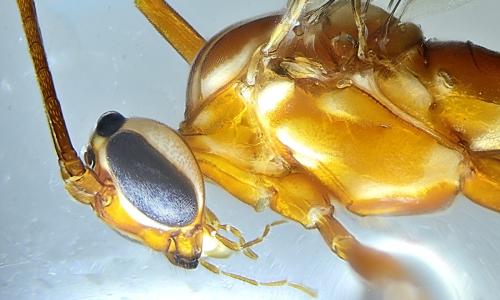 Réf. 333 792 : Ophion sp.